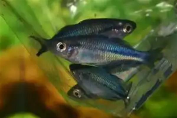 金桔美人鱼好不好养，对环境有要求具备一定难度