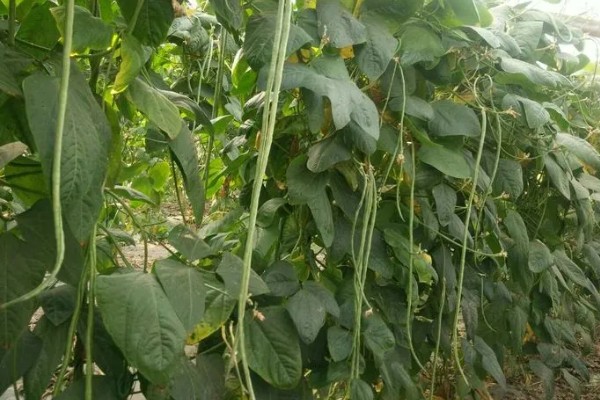 酸豆角如何腌制,先讲豆角清洗干净