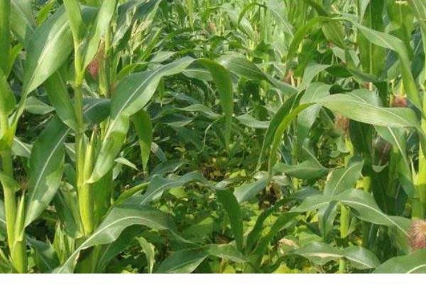 先玉1225玉米种介绍,出苗至成熟127天