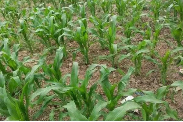 先玉1225玉米种介绍,出苗至成熟127天