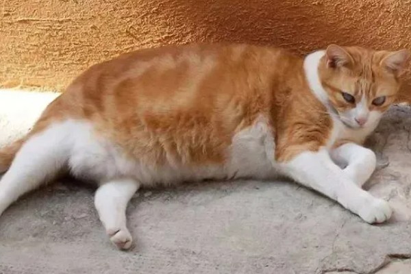 给猫咪绝育有什么优点，会变得更加温顺粘人