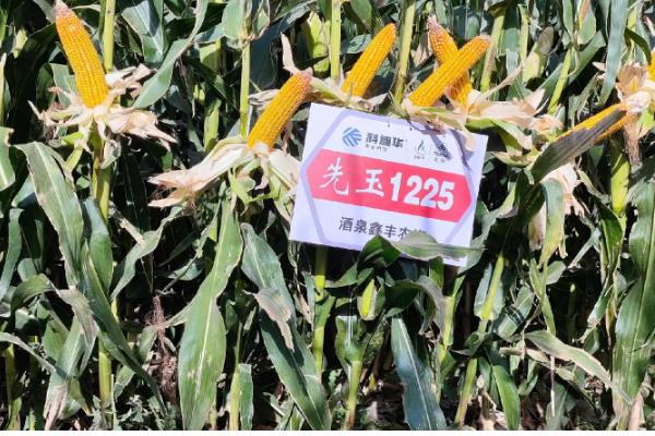 先玉1225玉米种介绍,出苗至成熟127天