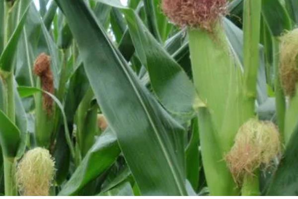 先玉1225玉米种介绍,出苗至成熟127天