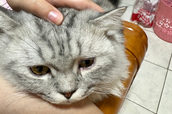 猫眼睛发炎如何处理，根据发生原因采取对应措施