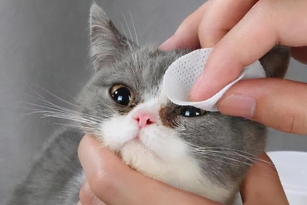 猫眼睛发炎如何处理，根据发生原因采取对应措施
