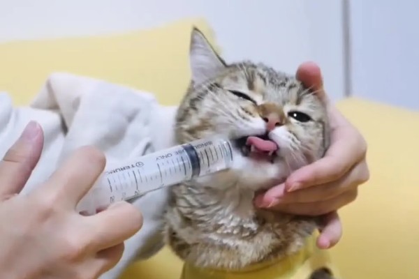 猫眼睛发炎如何处理，根据发生原因采取对应措施