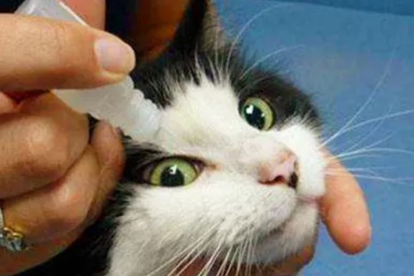 猫眼睛发炎如何处理，根据发生原因采取对应措施