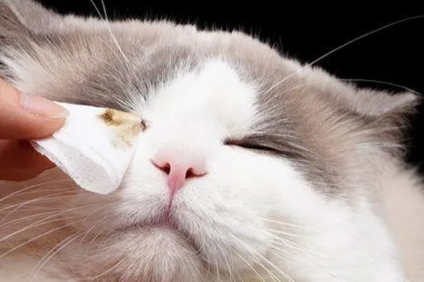 猫眼睛发炎如何处理，根据发生原因采取对应措施