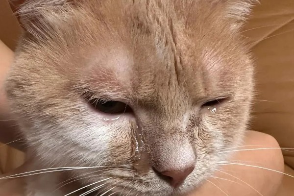 猫眼睛发炎如何处理，根据发生原因采取对应措施