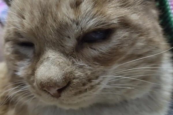 猫眼睛发炎如何处理，根据发生原因采取对应措施