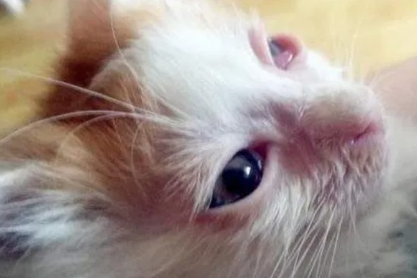 猫眼睛发炎如何处理，根据发生原因采取对应措施