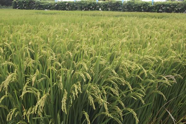 米质好的水稻品种,推荐徽两优丝苗、荃优822等
