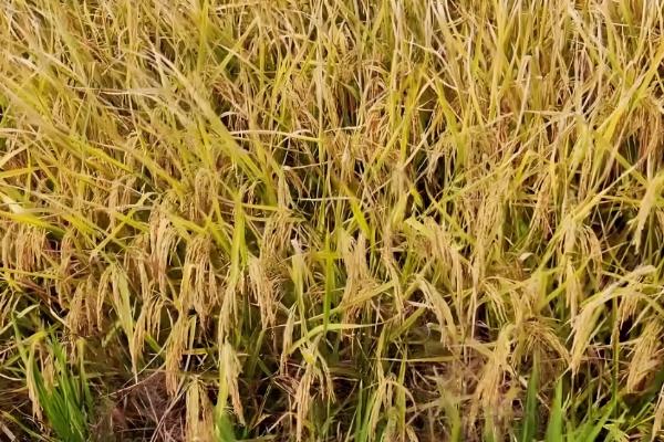 米质好的水稻品种,推荐徽两优丝苗、荃优822等