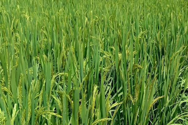 米质好的水稻品种,推荐徽两优丝苗、荃优822等