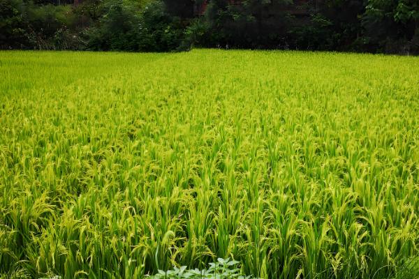 米质好的水稻品种,推荐徽两优丝苗、荃优822等