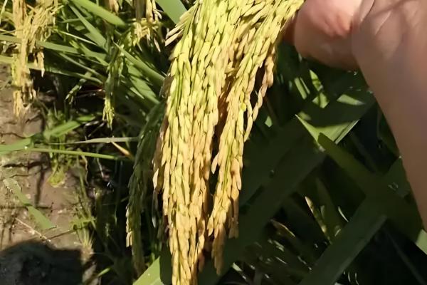 米质好的水稻品种,推荐徽两优丝苗、荃优822等