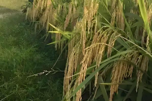 米质好的水稻品种,推荐徽两优丝苗、荃优822等