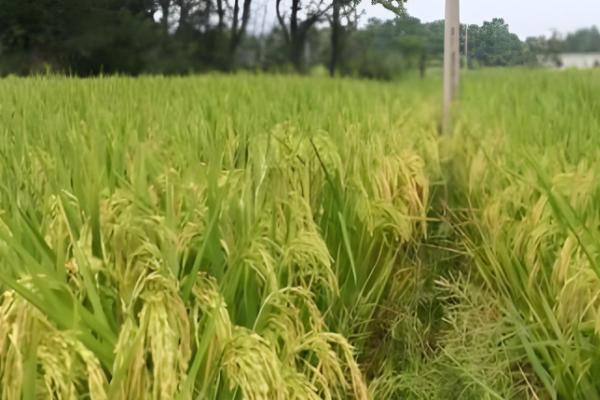 米质好的水稻品种,推荐徽两优丝苗、荃优822等