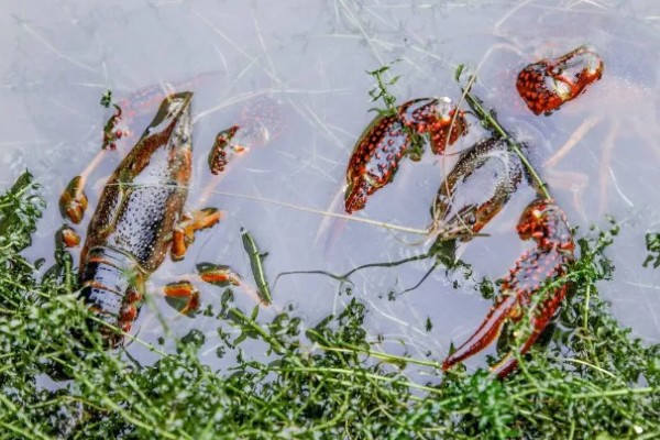 小龙虾开春后的活动量大不大，初夏才会进入活跃期