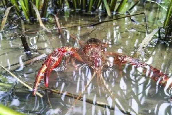 小龙虾开春后的活动量大不大，初夏才会进入活跃期