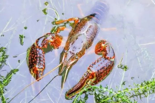 小龙虾开春后的活动量大不大，初夏才会进入活跃期