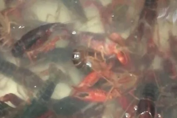 小龙虾开春后的活动量大不大，初夏才会进入活跃期