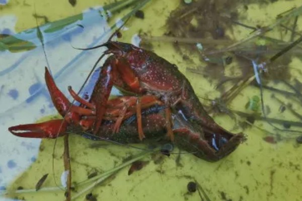 小龙虾开春后的活动量大不大，初夏才会进入活跃期