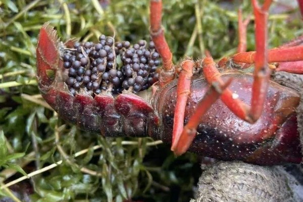 小龙虾开春后的活动量大不大，初夏才会进入活跃期