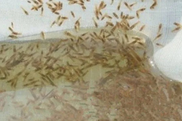 小龙虾开春后的活动量大不大，初夏才会进入活跃期