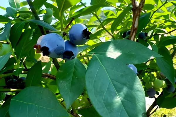 蓝莓在几月份移栽，通常是在夏季7月份移栽