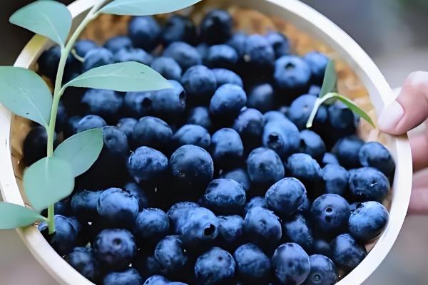 蓝莓在几月份移栽，通常是在夏季7月份移栽