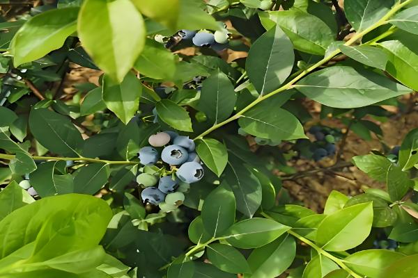 蓝莓在几月份移栽，通常是在夏季7月份移栽