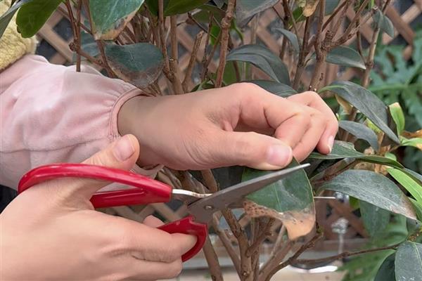 山茶花如何养殖，通常情况下散叶时期多施氮肥