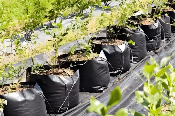 蓝莓在几月份移栽，通常是在夏季7月份移栽