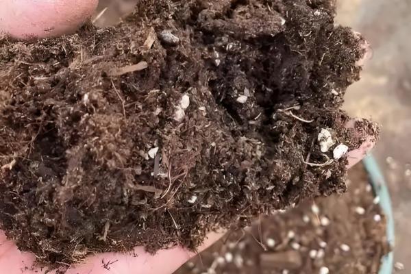 蓝莓在几月份移栽，通常是在夏季7月份移栽