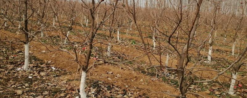 北方柿子树过冬方法，对树干涂白并包裹草绳和草席