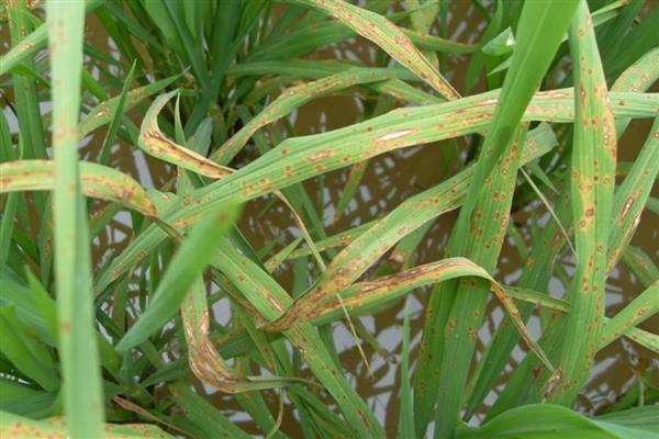 稻瘟病的病症，初期会出现水溃状褐点