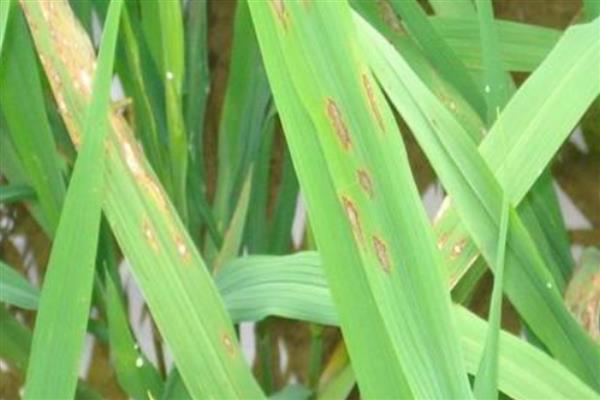 稻瘟病的病症，初期会出现水溃状褐点