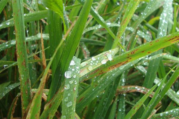 稻瘟病的病症，初期会出现水溃状褐点