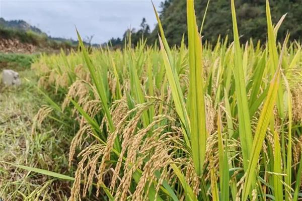 稻瘟病的病症，初期会出现水溃状褐点