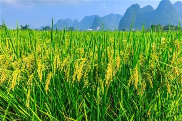 稻瘟病的病症，初期会出现水溃状褐点