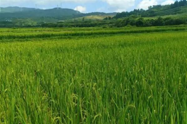 稻瘟病的病症，初期会出现水溃状褐点