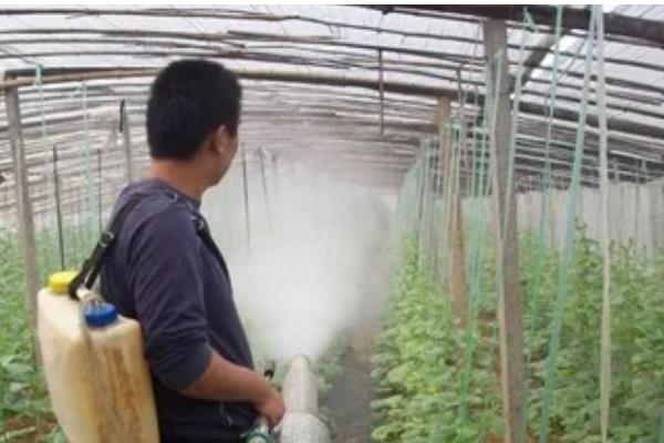 西葫芦病虫害怎么防治,根据病害类型喷施不同的药物