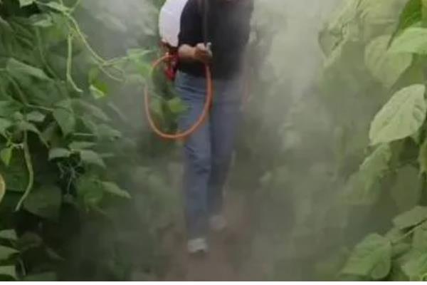西葫芦病虫害怎么防治,根据病害类型喷施不同的药物