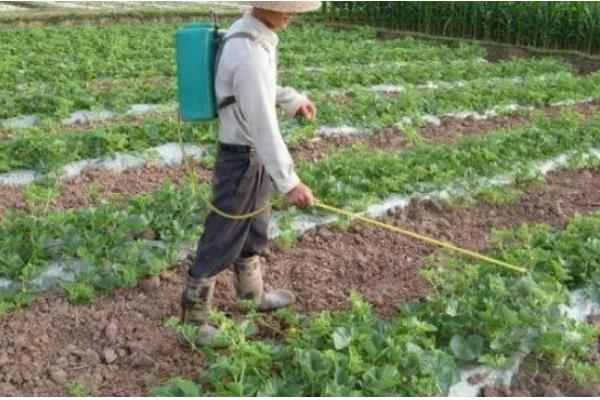 西葫芦病虫害怎么防治,根据病害类型喷施不同的药物