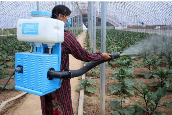 西葫芦病虫害怎么防治,根据病害类型喷施不同的药物