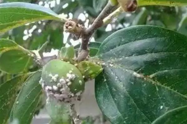 柿树柿毛虫的危害，树叶成筛子状的窟窿眼