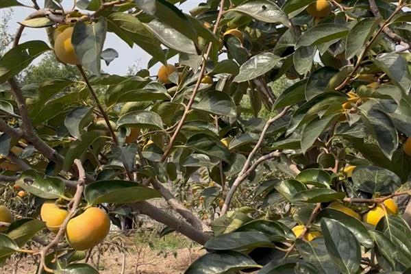 柿树柿毛虫的危害，树叶成筛子状的窟窿眼