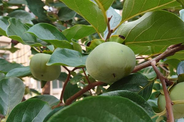 柿树柿毛虫的危害，树叶成筛子状的窟窿眼