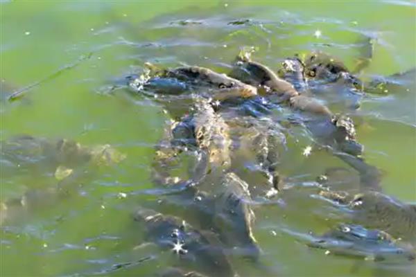 青鱼怎么繁殖,发育成熟的青鱼会自然交配